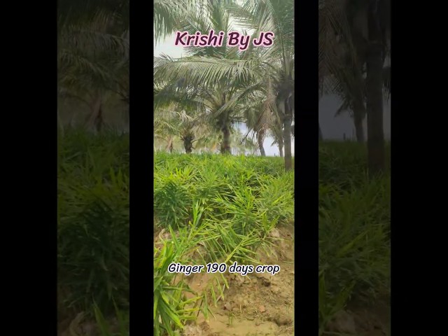ಶುಂಠಿ ಬೆಳೆ 190ನೇ ದಿನದಲ್ಲಿ 🌱 | ಆರೋಗ್ಯಕರ ಬೆಳವಣಿಗೆ, ಉತ್ತಮ ಇಳುವರಿಯ ನಿರೀಕ್ಷೆ #farming #agribusiness