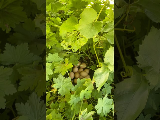 We finally found the eggs !!