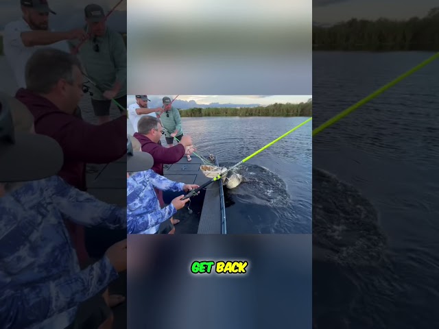 GIANT ALLIGATOR CAPTURED! 9/15 #viral #short #youtubeshorts #shorts #viralvideo #youtube #shortvideo