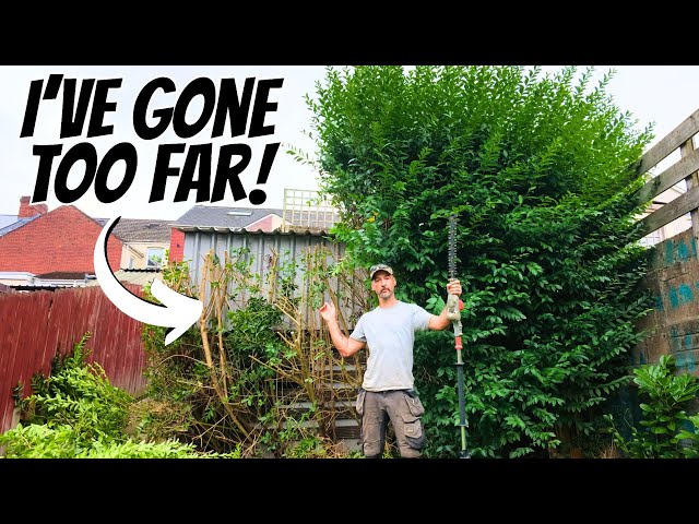 I'm a Gardener...So How Did I Let My Hedge Get THIS Bad?