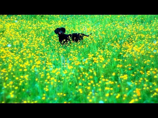Dog Agility, Animal Ultrasounds, and Polo - Amazing Pets in Hawaii
