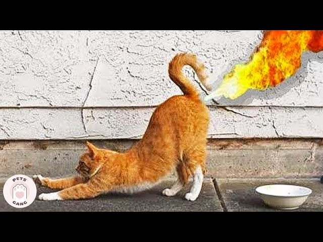 Funniest Cats That Will Put You in Happy Mood #4 🤣 WEIRD CATS Videos  | Pets Gang