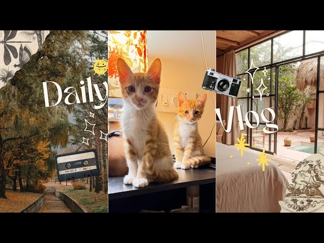When Your Cats Have Absolutely NO Patience 😂 | Cat Mom Life