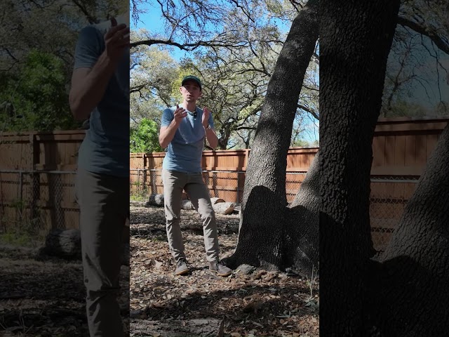 What We Got Wrong About Live Oaks