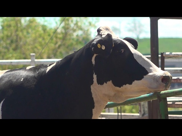 Environment Northwest: Wildfire smoke threatens cattle health & milk production in Pacific Northwest