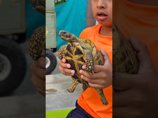 Jeremy meets Russian Tortoise 🐢        #shorts #shortvideo #kids