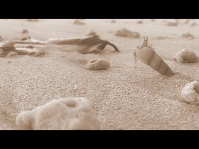 Sneaky Hermit crab