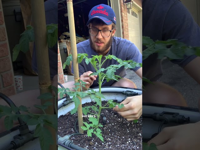 How to prune tomato plants single stem!