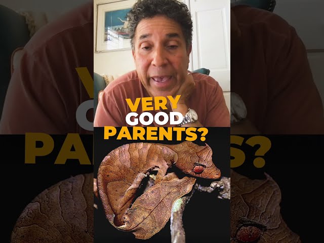 Oscar Nuñez claims this creature is the inspo for "How to Train Your Dragon." #animals #naturepbs