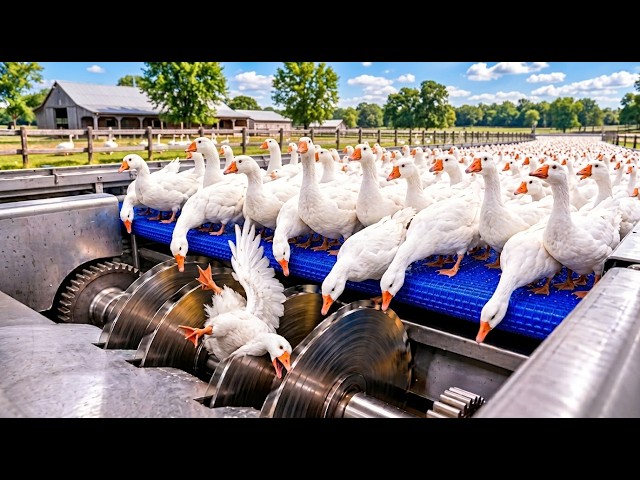 Massive Goose Feather Factory | How Feathers Become Luxury Pillows, Duvets & Down Jackets #trending