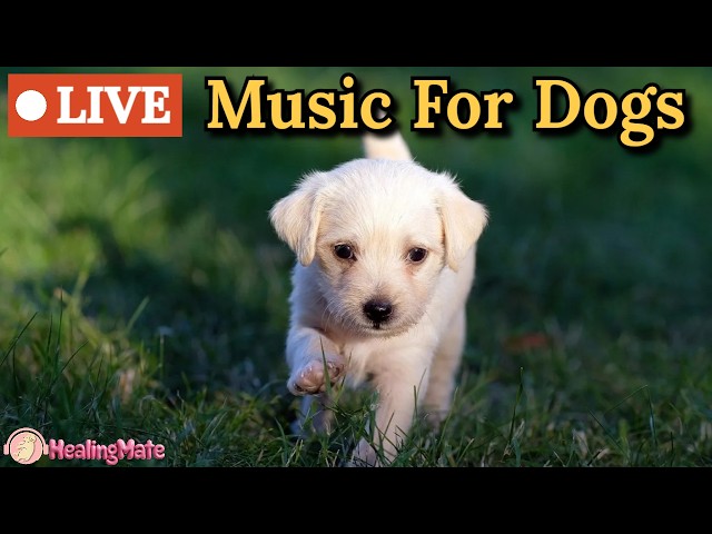 🔴24 Hours of Dog Music🎵🐶Calming Music for Dog🐶💖Separation Anxiety Relief🦮Relaxing Music for Dogs