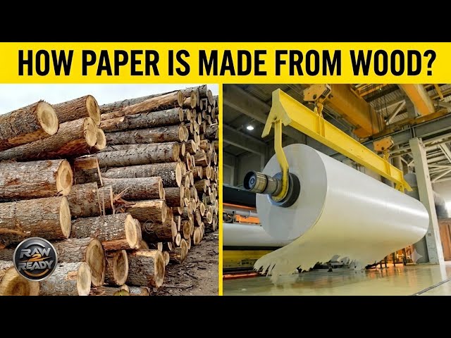 How Millions of Trees Become Paper | Full Factory Process | Raw 2 Ready 