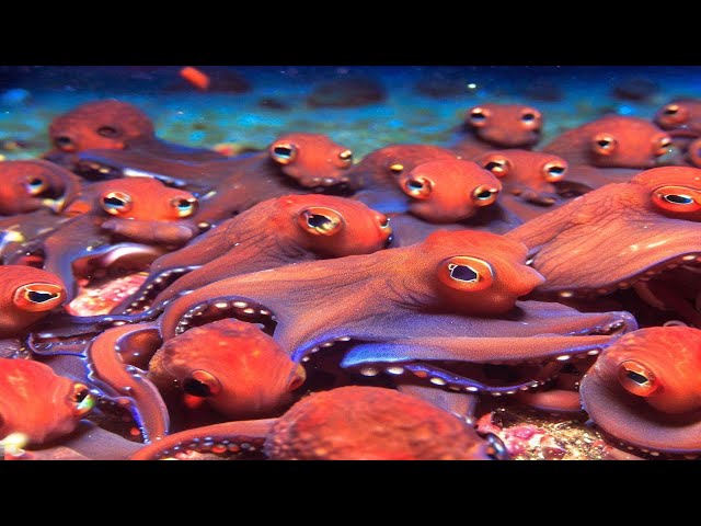 Incredible Discovery! RARE Octopus Nursery Unveiled Off the Coast of Costa Rica | #Shorts