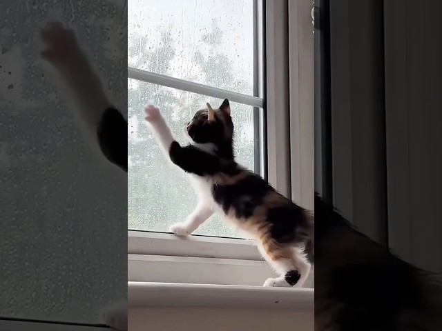 Cats Losing Their Minds Over Weather 🐱🌪️😂 #shortvideo #cat #funny