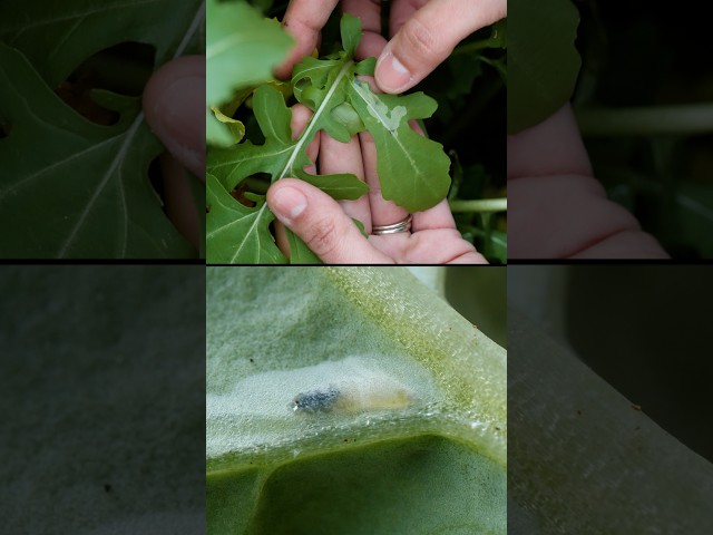 Who’s Making These Intricate Etchings on Your Salad Greens? | #DeepLook #Shorts