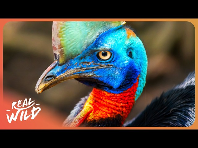 The Forests Of Our Earth | 4K Nature Documentary