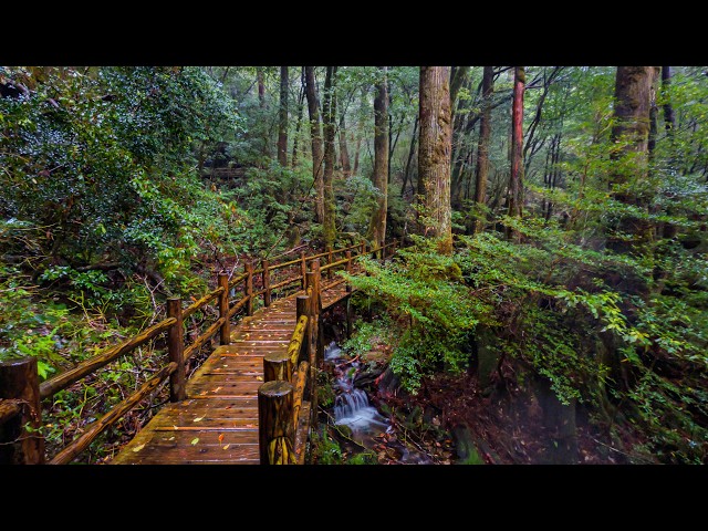 Walking in the Rain through Old Growth Forest | Yakushima, Japan