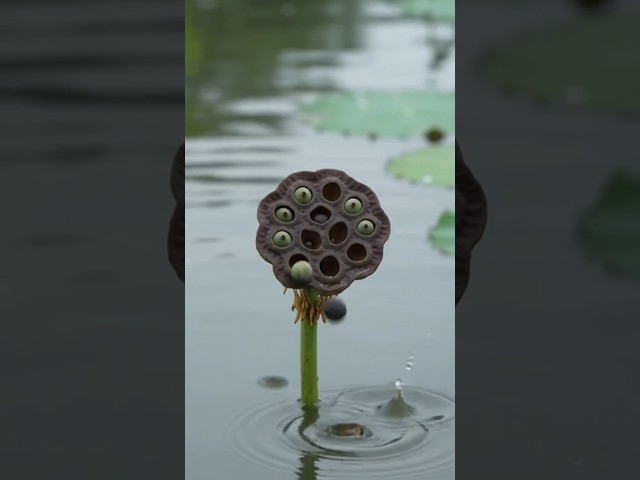 🪷🔥 “जब इस बीज ने पानी में आंखें खोलीं… फिर जो हुआ वो देखने लायक था! 😍🌱” #youtubeshorts #viral
