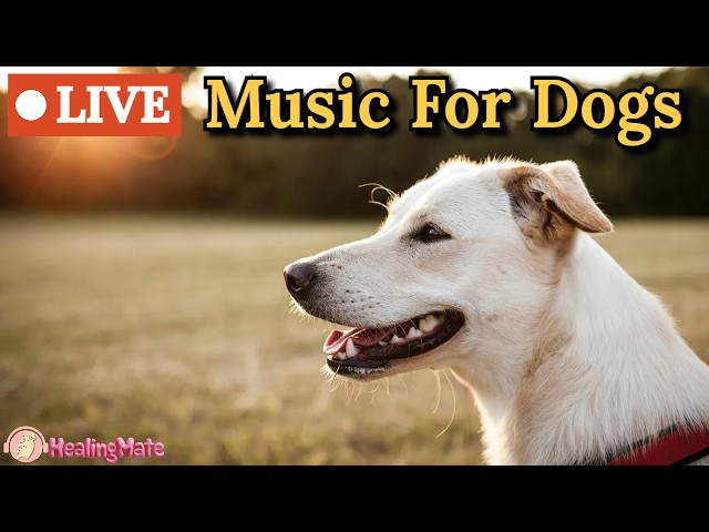 🔴24 Hours of Dog Music🎵🐶Calming Music for Dogs🐶💖Soothing Dog Sleep Music💖🦮Separation Anxiety Relief