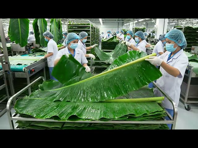 Inside the Largest High-Tech Banana Leaf Processing Factory You’ve Never Seen Before