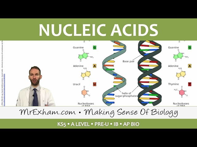 Chemicals of Life - Nucleic Acids - Post 16 Biology (A Level, Pre-U, IB, AP Bio)