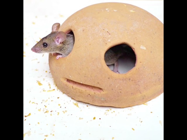 Cat TV - Rat for cat | Mouse for cats to watch