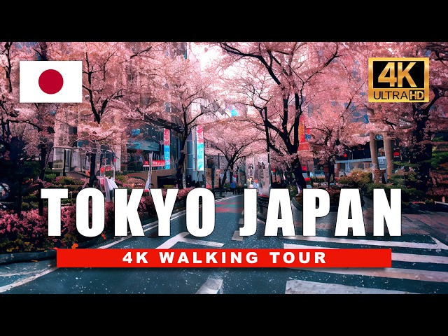 4K Tokyo Spring Walk 🌸 Cherry Blossoms Cover the City in Pink!