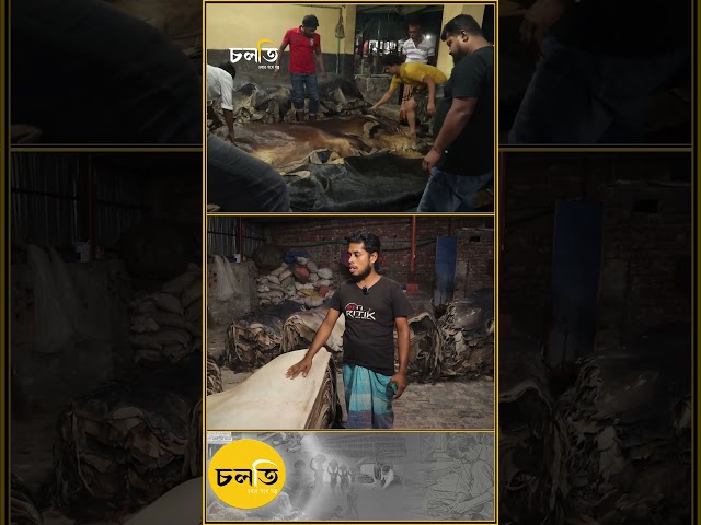 লবণেই বাঁচে চামড়ার মান! || চলতি