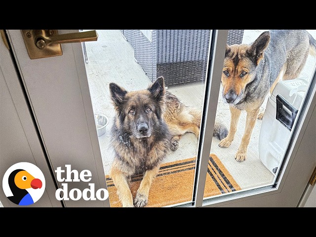 Two Lost German Shepherds Show Up And Choose Their Own Family | The Dodo