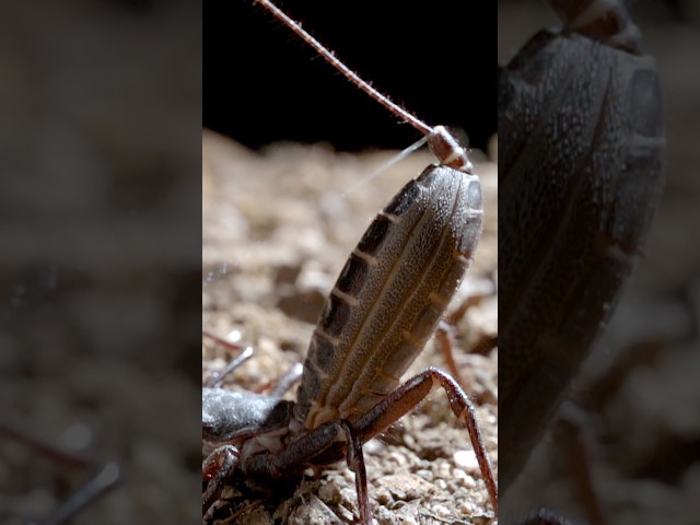 Vinegaroons Foil Their Foes With a Stinky Vinegar Spritz | #DeepLook #Shorts