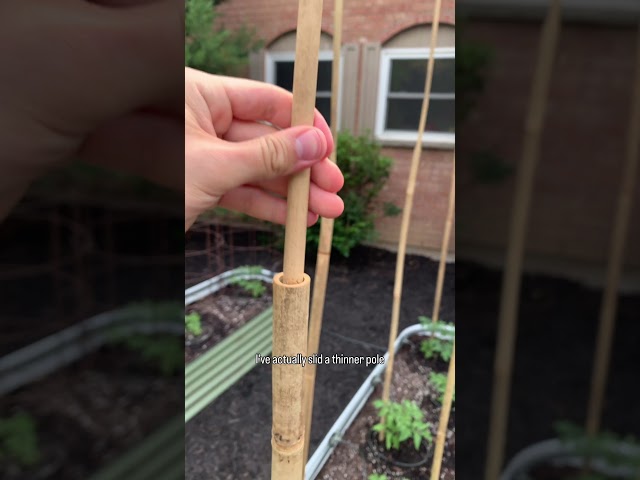 Tomato Drip Irrigation & Bamboo Stakes!!! #garden #gardening #tomato