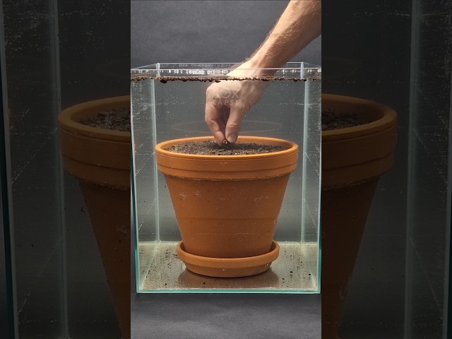 Lotus seed growing underwater time-lapse