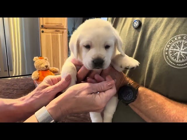 Adorable 4-Week-Old Lab Puppy, PIE, gets a Birthday "Milkshake" #labrador #puppy #cutepuppy