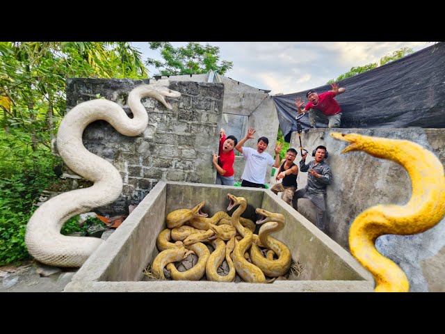 brave soldier uses a high-tech snake detector to locate a giant python's nest