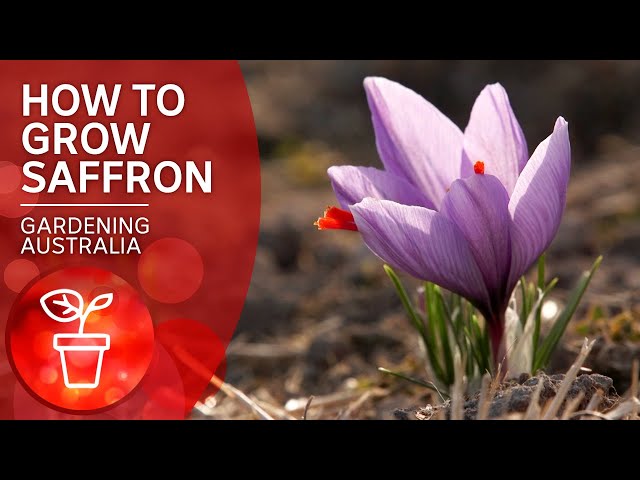 How to grow the most expensive spice in the world | Wow to | Gardening Australia