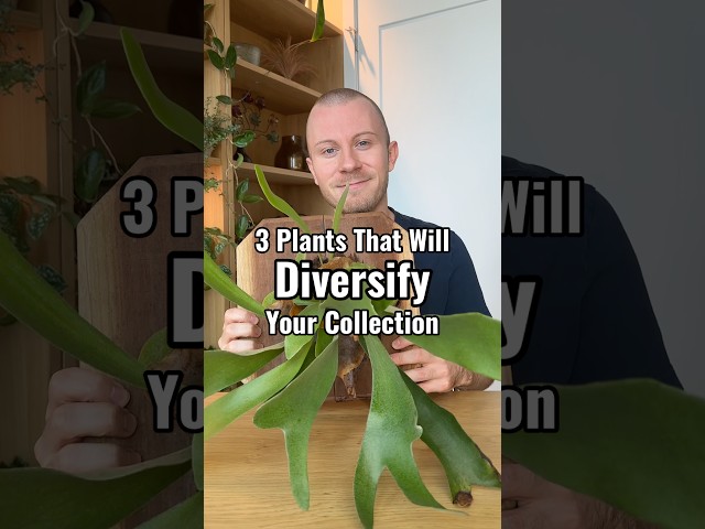 These 3 Plants Will Totally Diversify Your Houseplant Collection! 🪴 #Plants #Houseplants #Shorts