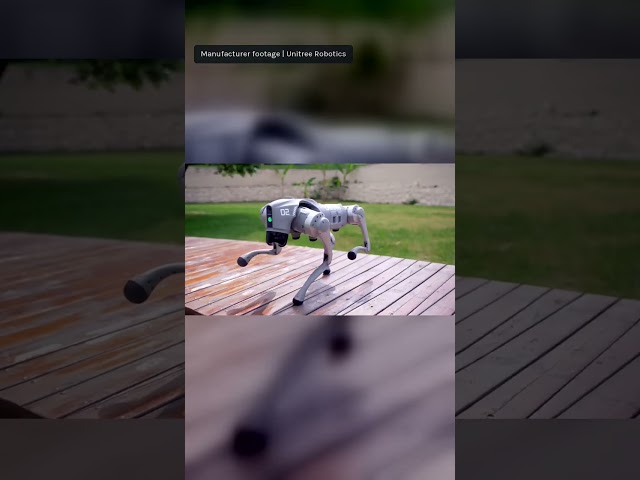 What Can You Learn With a Robot Dog?