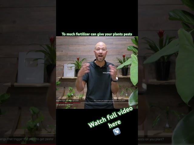 To much fertilizer can cause pest problems on your plant‼️ #plants #shorts #plantcare
