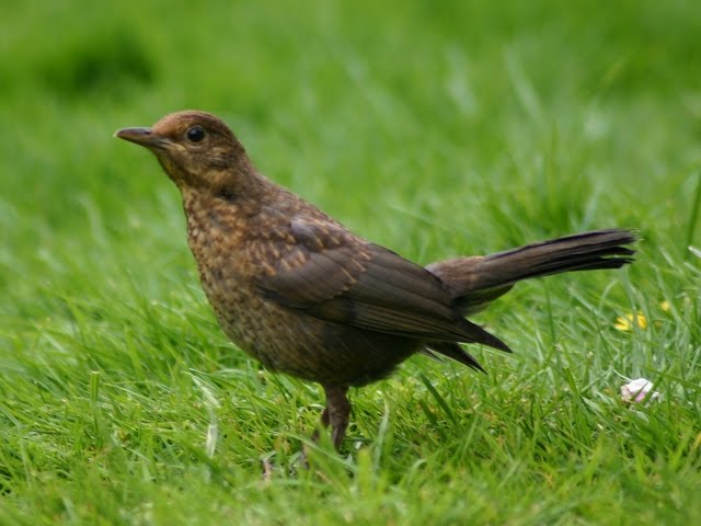 Blackbird eating windfall apples