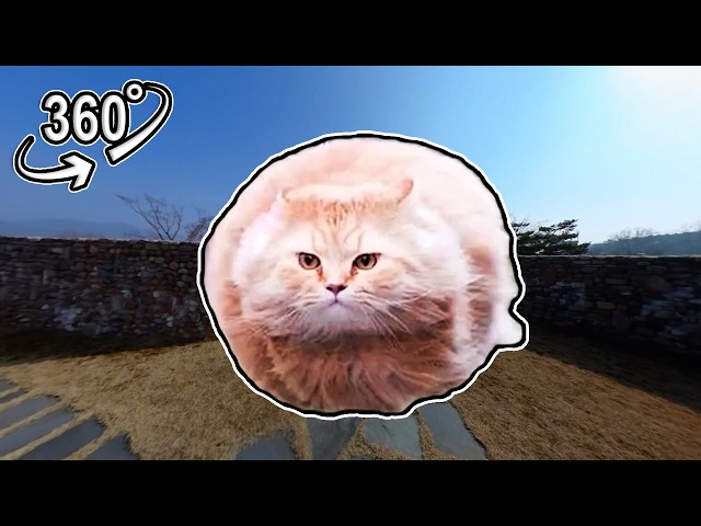 Flying Spinning Cat Meme - Maze Escape | VR 360°