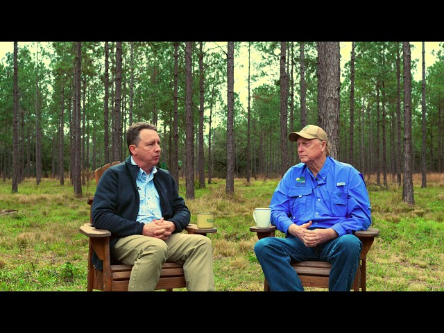 Timber Investing