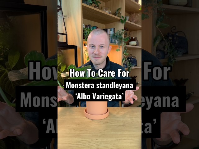 How To Care For Monstera standleyana ‘Albo Variegata’ (The Monstera Cobra) #Plants #PlantCare