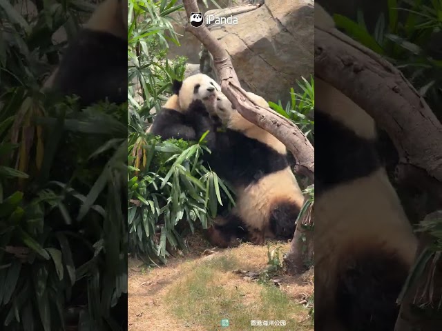 From Cuddles To Chaos In Seconds | iPanda #shorts #HKPanda
