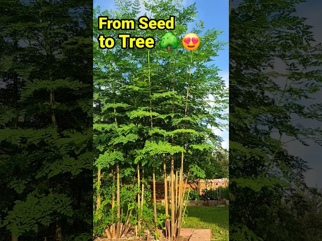 He Grew Moringa in Texas Like a Pro! ☺️ 👍 #shortvideo #shorts #shortviral #viralshort