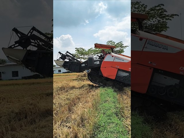 COMBINE HARVESTER KUBOTA DC93 eps 116 #kombisawah #combineharvester #kubota