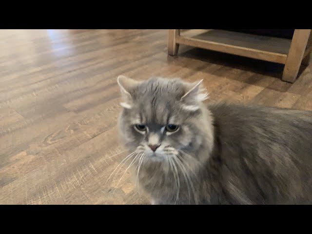 Morning from Notts | Kitty Cafe UK - Cat Rescue and Cat Cafe