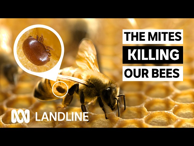 Up to 90% of wild bee colonies (QLD) lost to varroa mite, impacting Aussie food industry | Landline