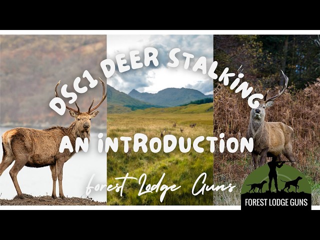 Deer Stalking! DSC 1 An Introduction🌟🦌.