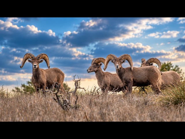 The Secret Mountain Keeping Texas Bighorn Alive
