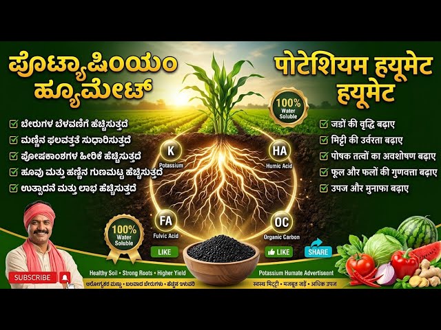 ಪೊಟ್ಯಾಷಿಯಂ ಹ್ಯೂಮೇಟ್ ಎಂದರೇನು? | ಬೇರುಗಳ ಬೆಳವಣಿಗೆ, ಮಣ್ಣಿನ ಆರೋಗ್ಯ ಮತ್ತು ಹೆಚ್ಚಿನ ಇಳುವರಿಯ ರಹಸ್ಯ! 🌱🔥